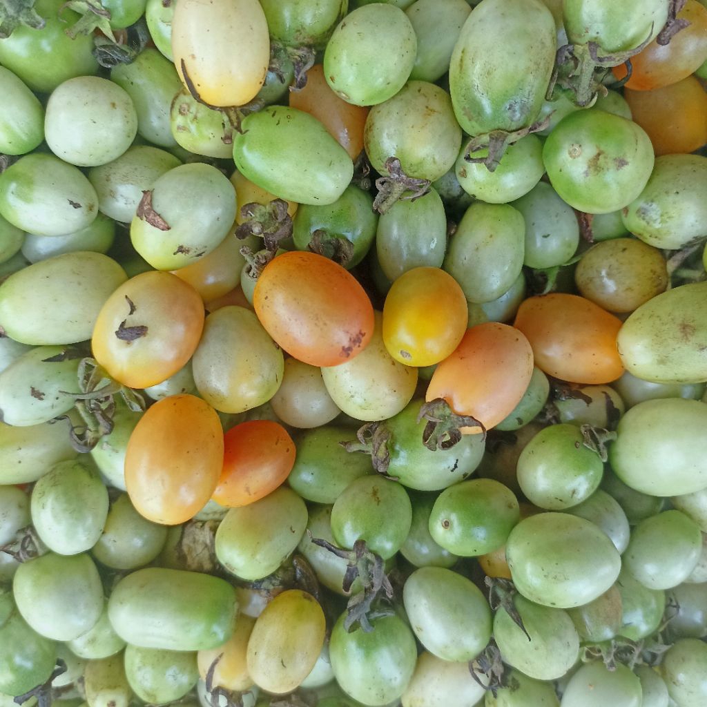 

INSTAN KOTA JAMBI Tomat Rampai 100gr