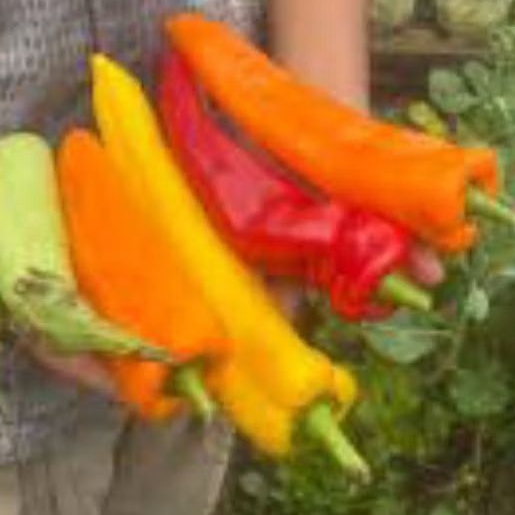 

BIJI CABE JUMBO SWEET ITALIAN MIX (10 butir)