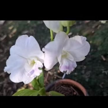 Dendrobium mini spike