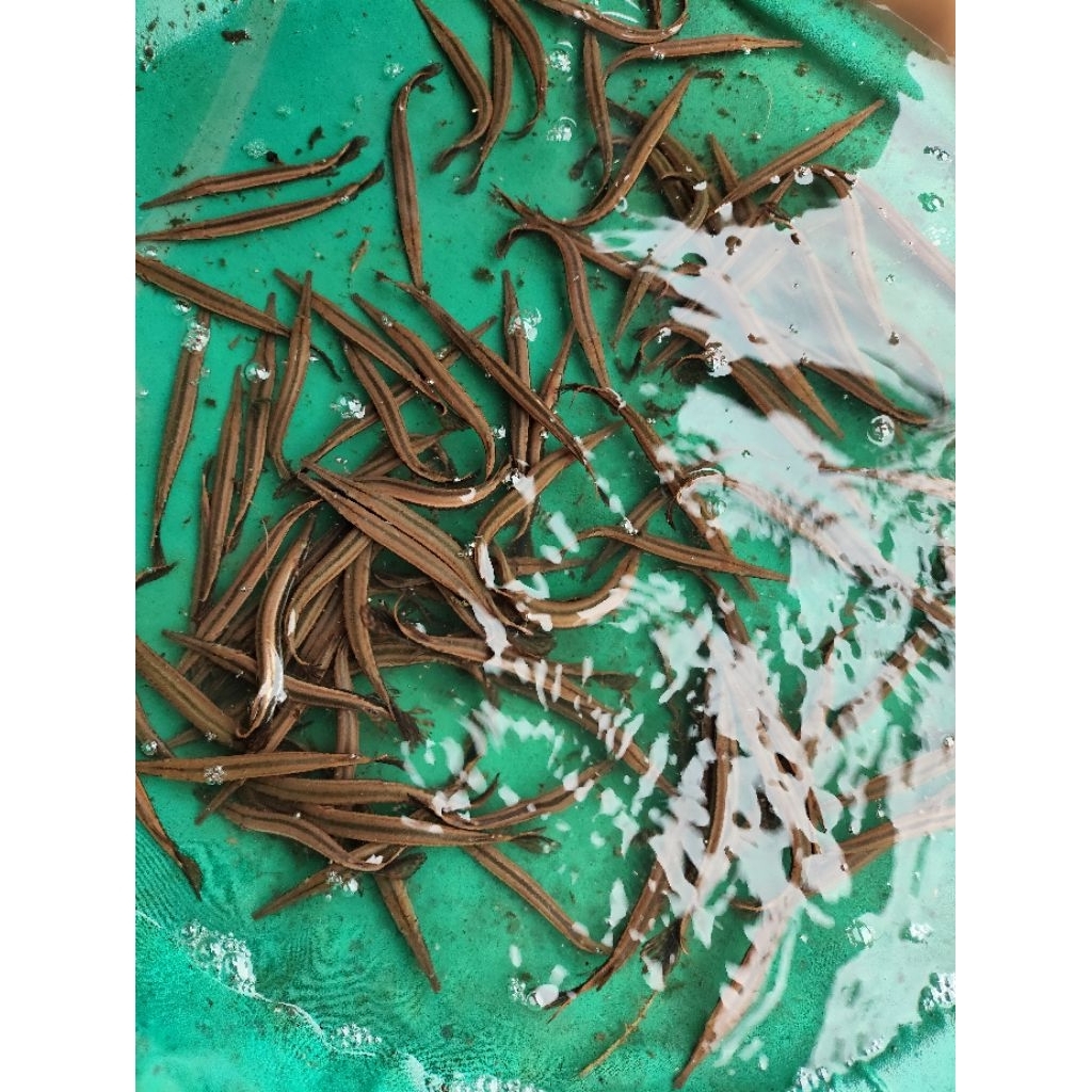 ikan hias florida gar