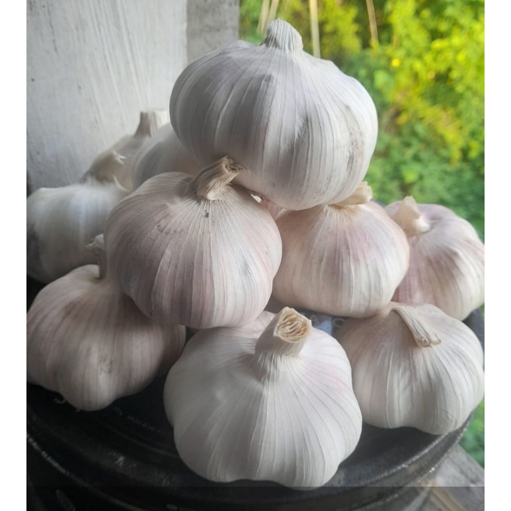 

Bawang putih sinco 10 kg import