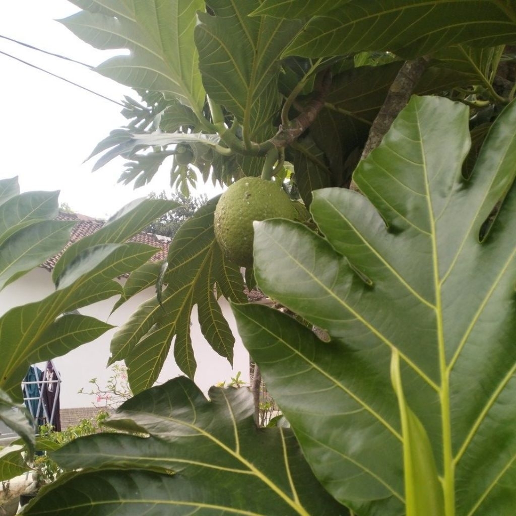 

buah sukun super bagus