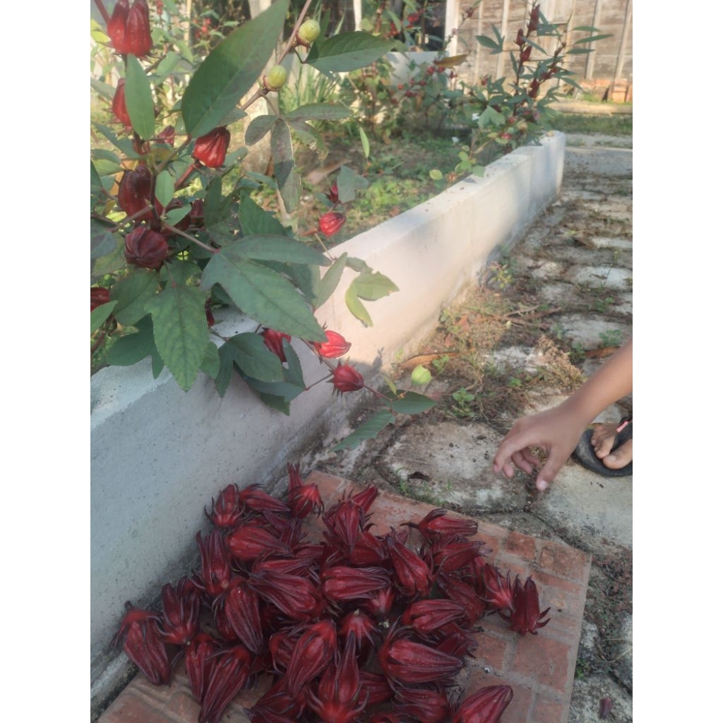 

teh herbal bunga rosela segar