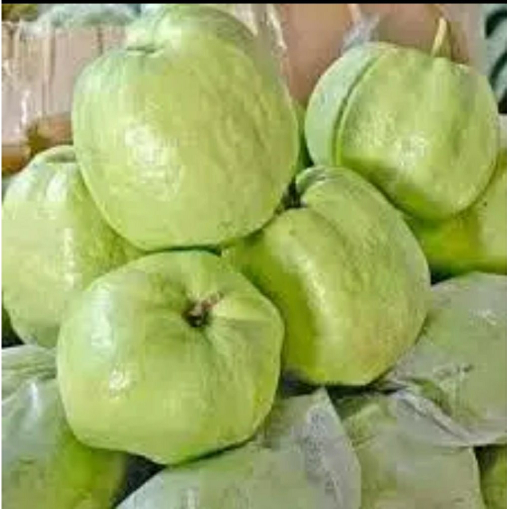 

jambu kristal kemasan 5 kg