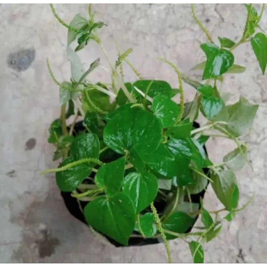 

daun sirih cina segar kualitas terbaik