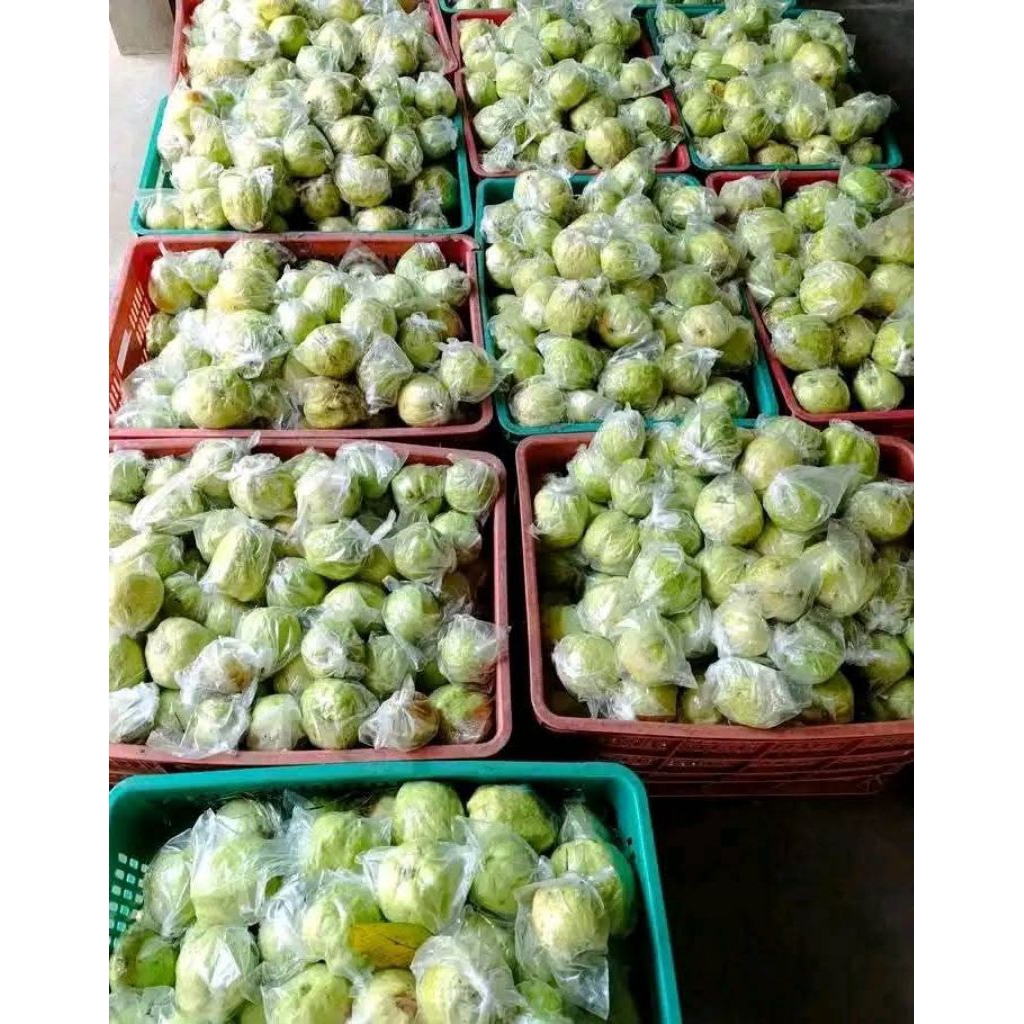 

Jambu kristal 1kg