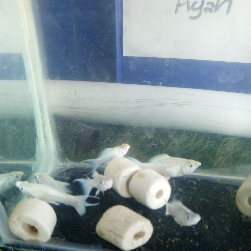 molly platinum cawang