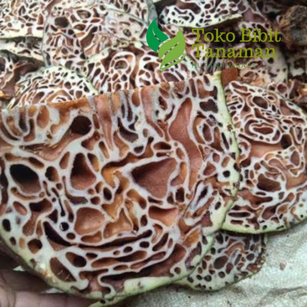 

SARANG SEMUT PAPUA SEGAR FRESH 1KG MANFAAT LUAS HUTANRIMBA26