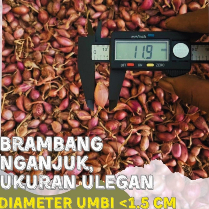 

Bawang merah Nganjuk Kering Murah kecil/ulegan