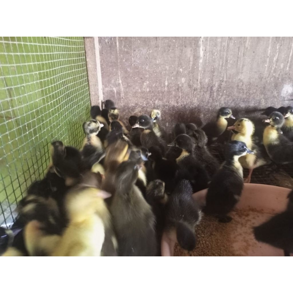 Hibrida Bibit Bebek Pedaging (Jantan Betina) - DOD HIBRIDA - bebek hibrida