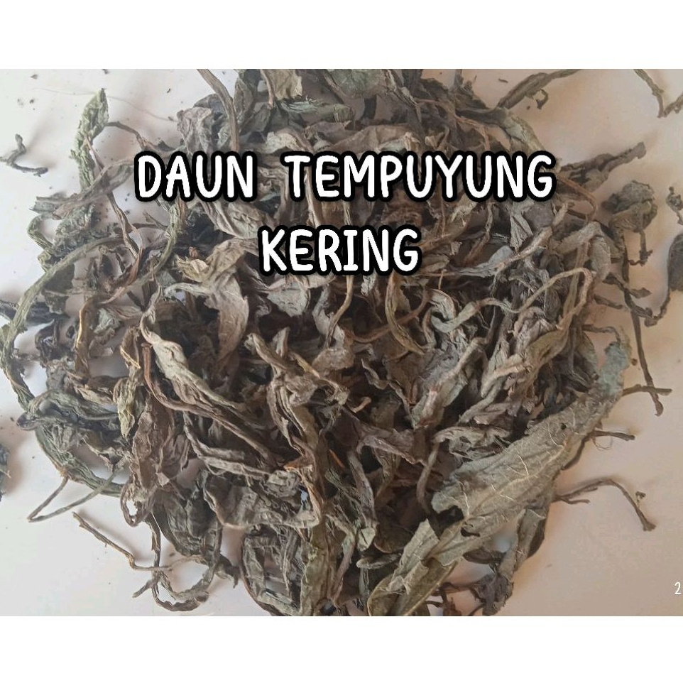 

DAUN TEMPUYUNG KERING FULL DAUN Isi 500 Gram
