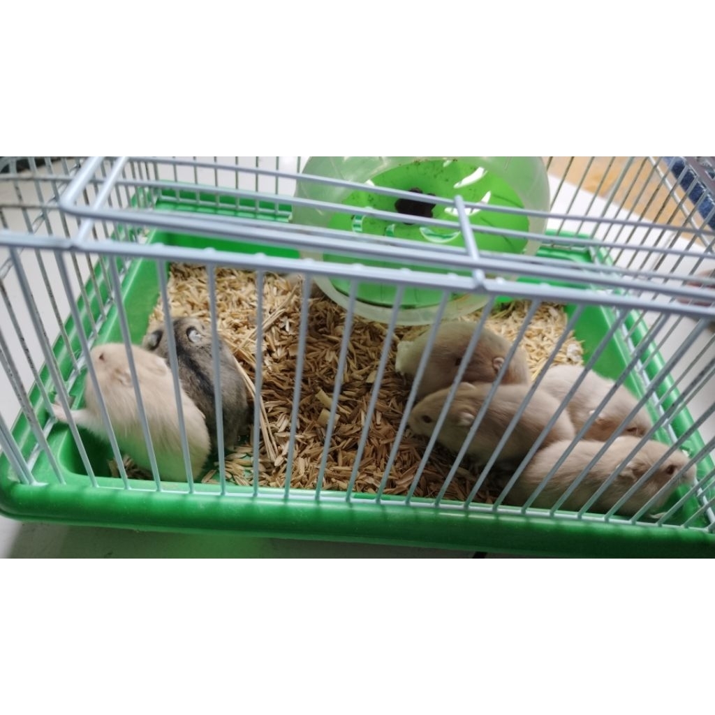 Anakan dan Indukan hamster Chambell Winter White