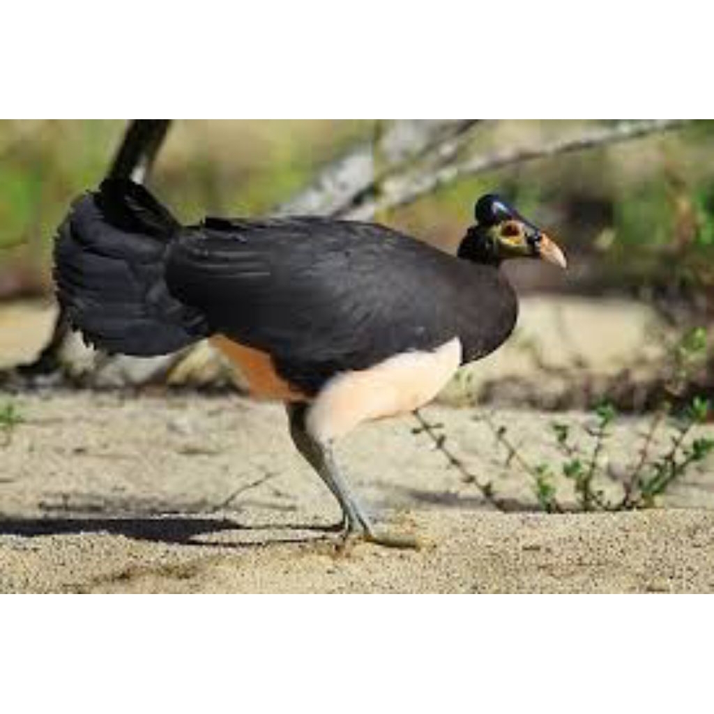 

telur fertil burung maleo siap tetas