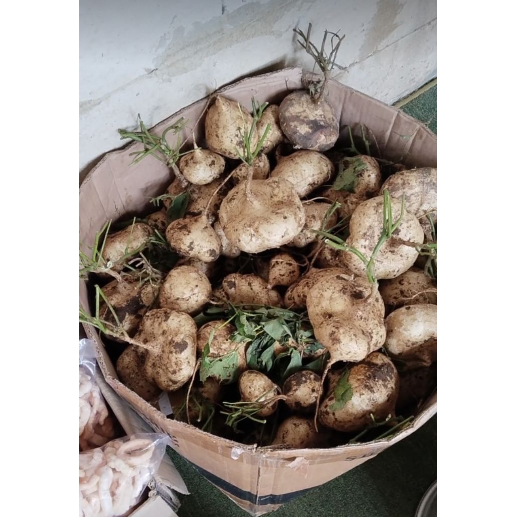 

Bengkoang fress dari kebumen