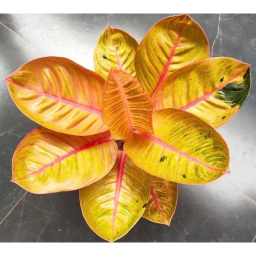 aglonema goliath Baby - tanaman hias aglonema goliath anakan