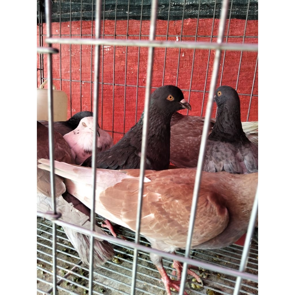 Burung Dara per ekor - Burung Merpati - Burung Dara Satuan Hidup