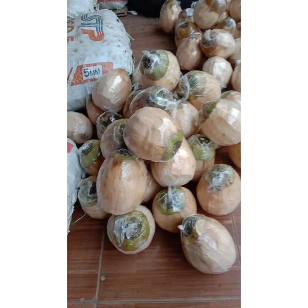 

penyegar dari alam kelapa kopyor asli pati diameter 44-46 cm