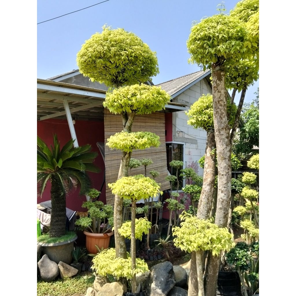 Anting Putri bonsai anting Putri 3meter full bonsai taman anting Putri