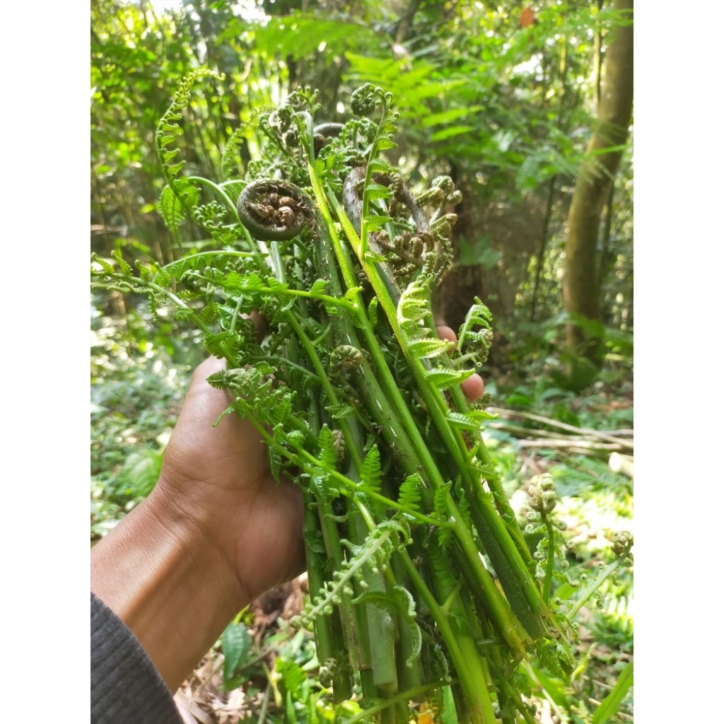 

pakis sayur segar 1 kg