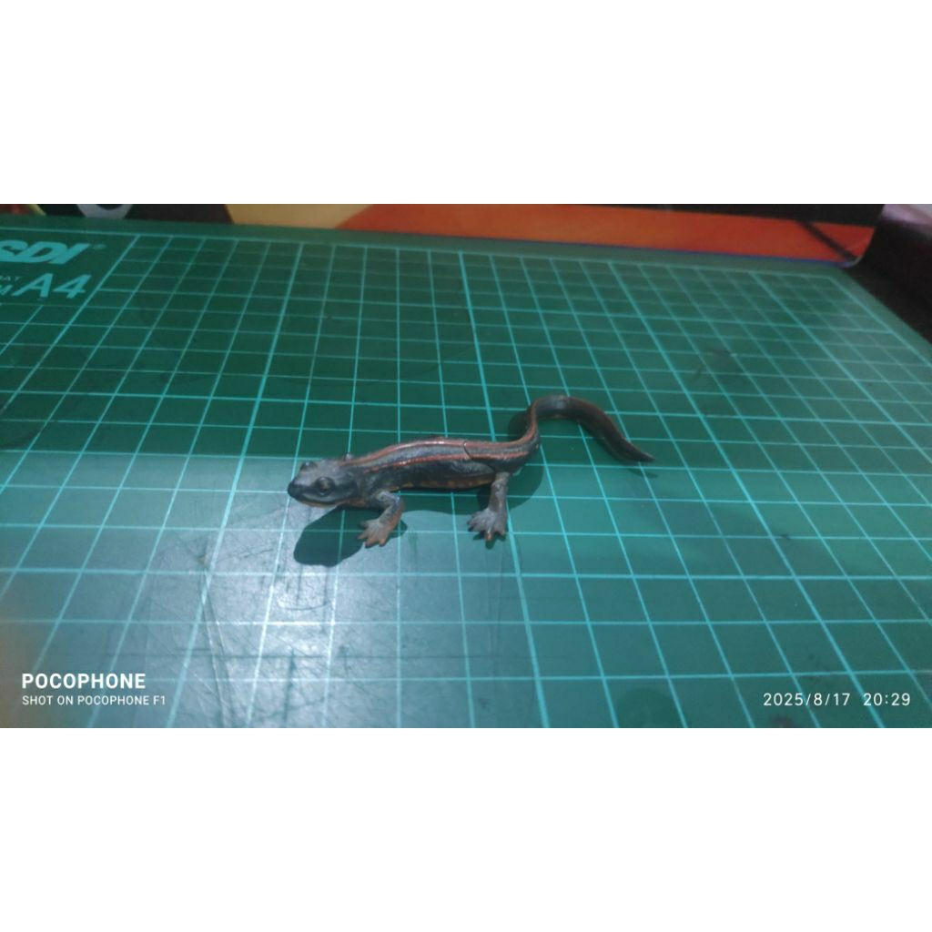 Kaiyodo Animatales Choco Q Series 10 Swordtail Newt Salamander A Figure