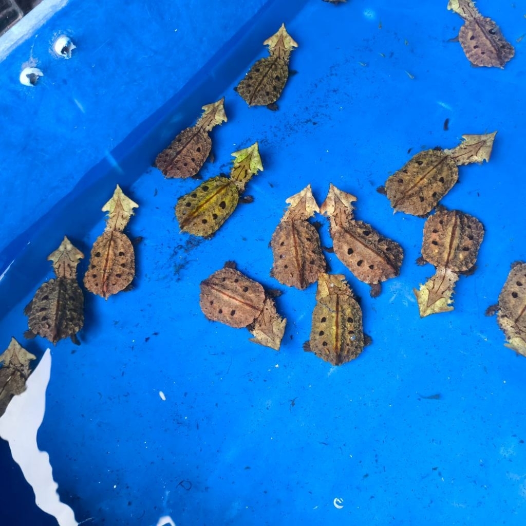 Mata mata Peruvian Turtle