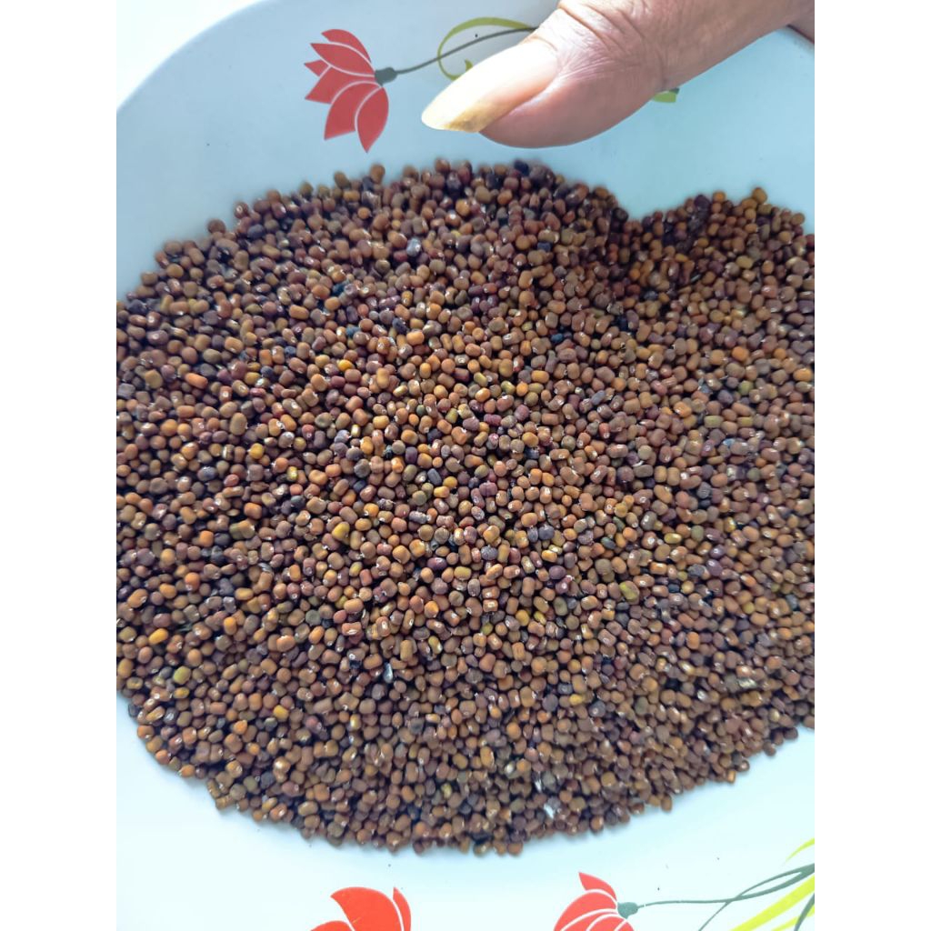 BENIH KACANGAN PJ TERBAIK  RAJANYA KACANGAN PJ PUERARIA JAVANICA KACANGAN PJ SATU KILOGRAM COVER CRO