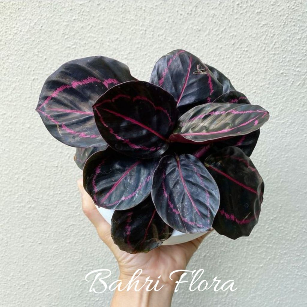 Calathea Black Lipstik, Tanaman Hias Calathea Black Lipstik, Calathea Black Lipstik Murah