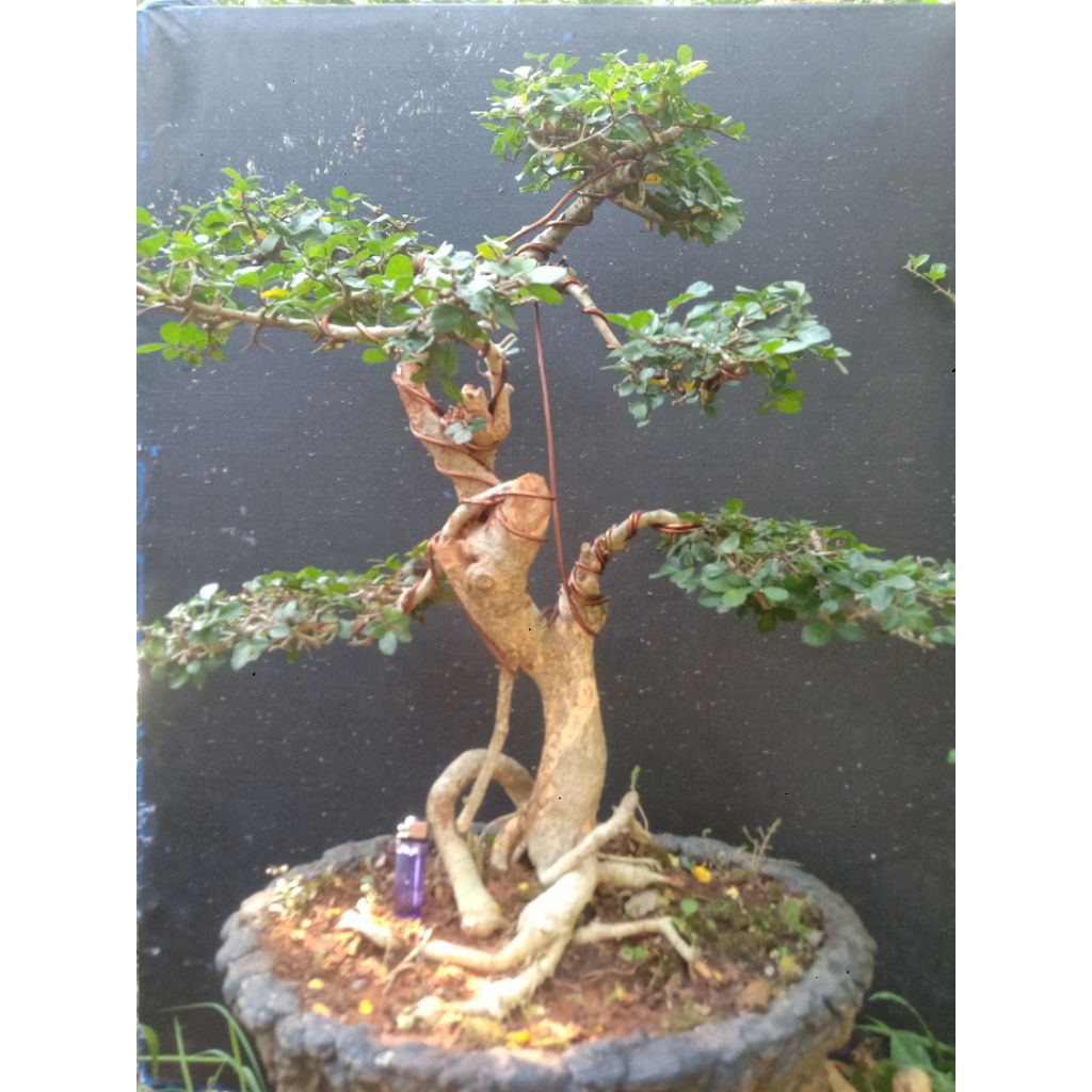 BONSAI SERUT REEL PICK