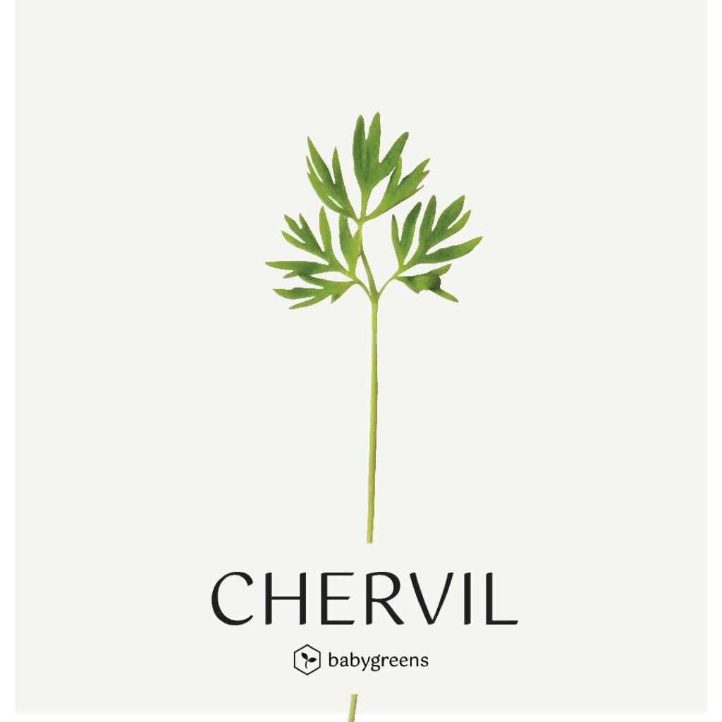 

[BABYGREENS] Chervil Microgreens - 30 gr