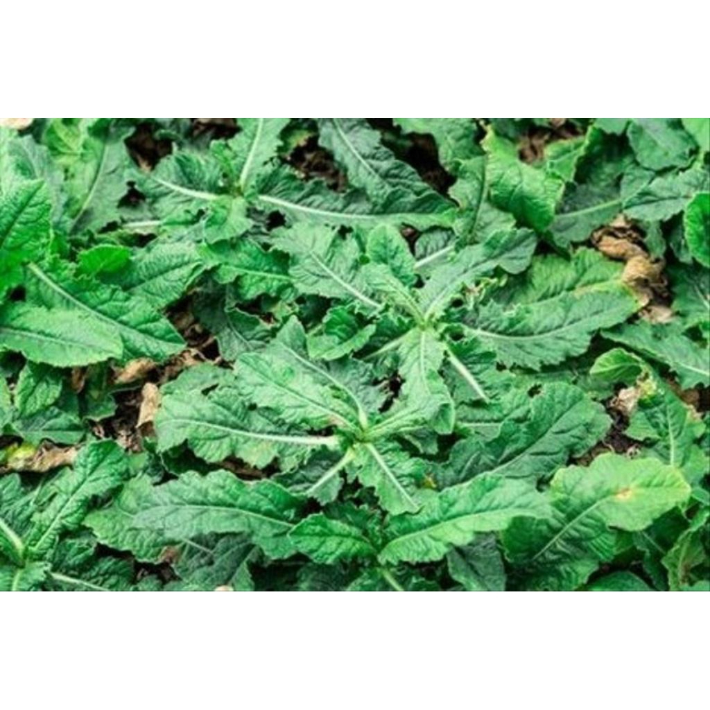 

daun tapak liman daun dan akar nya per 250g