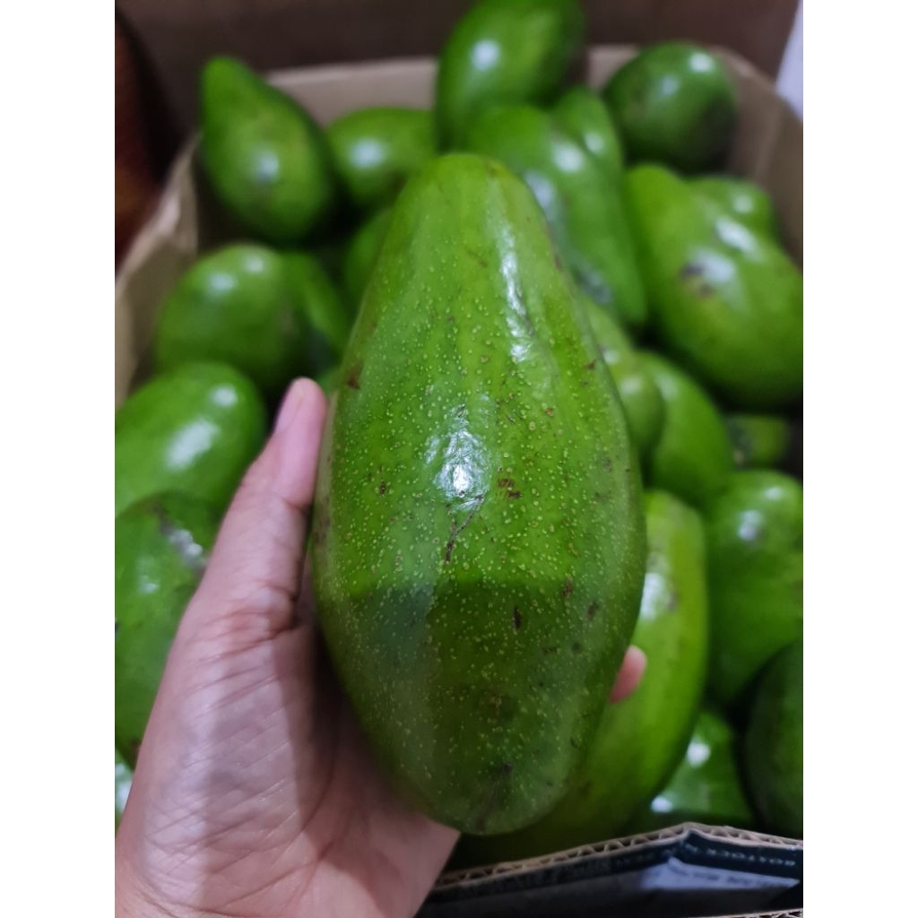 

Alpukat Mentega Lamtim Super