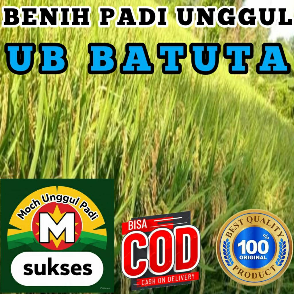 (2kg) BENIH BIBIT PADI UB BATUTA ORIGINAL 100% SUPER BERKUALITAS