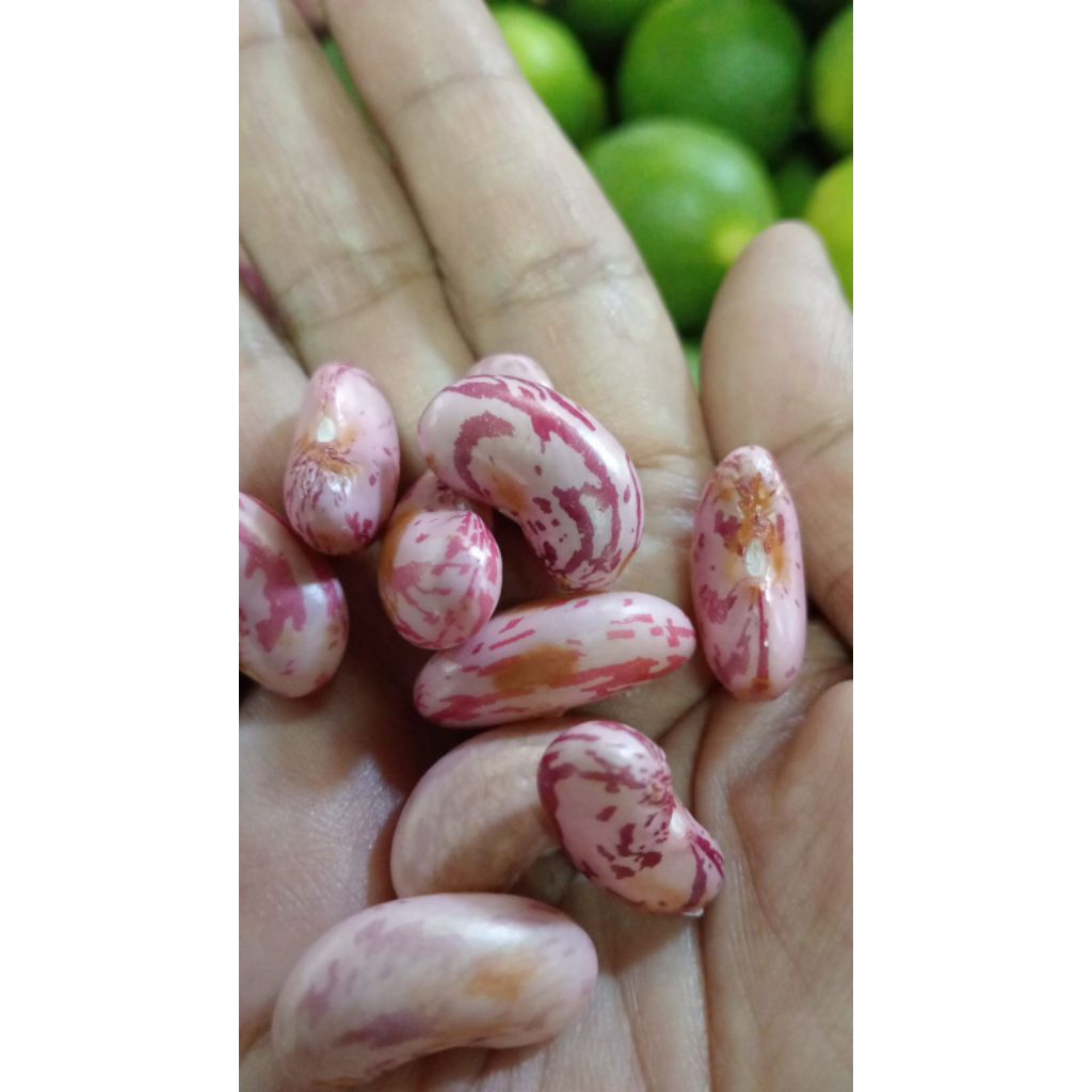 

kacang merah