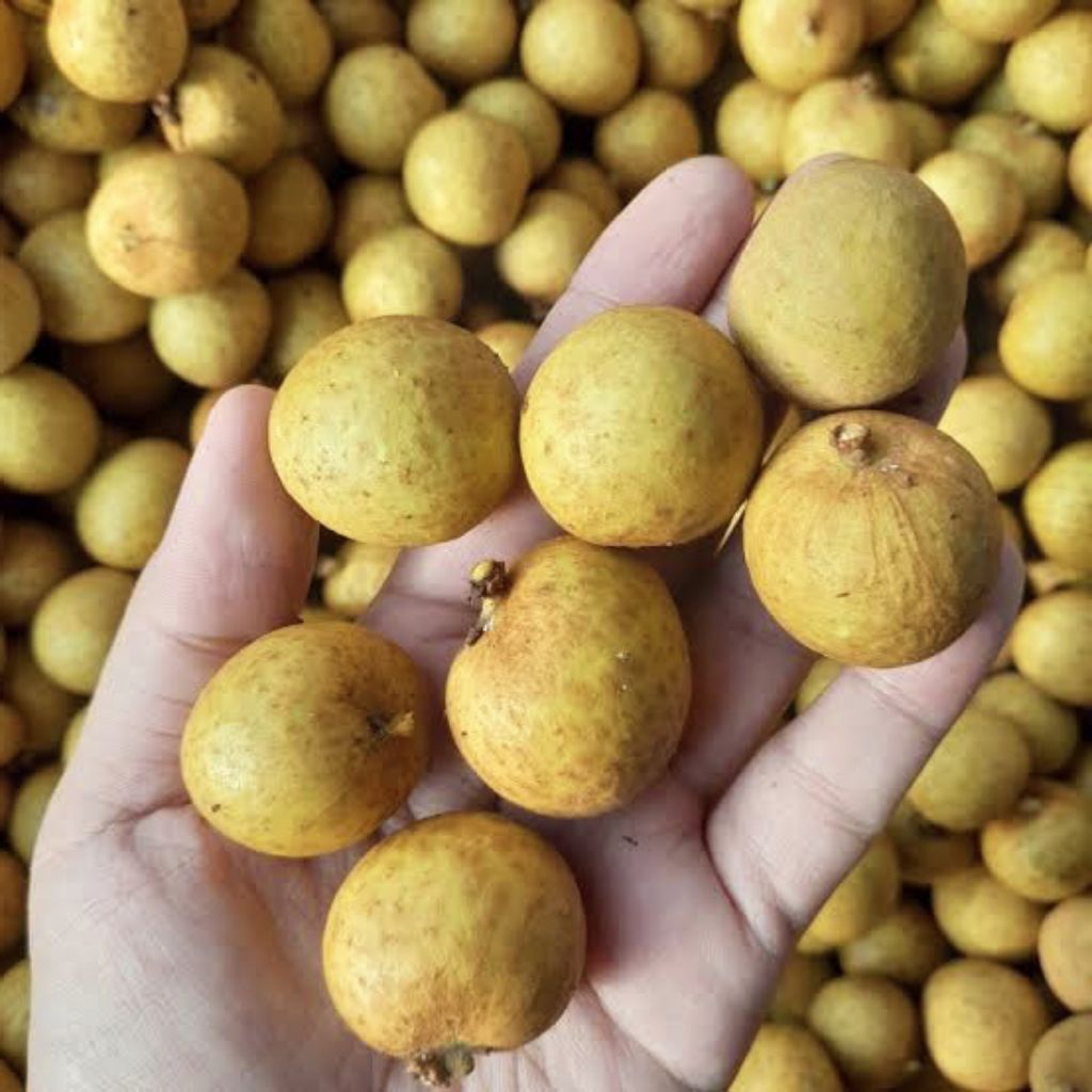 

BUAH LENGKENG PREMIUM 1KG MANIS DAGING TEBAL / BUAH KELENGKENG/KLENGKENG IMPORT FRESH BUAH SEGAR INTAN BUAH SEGAR