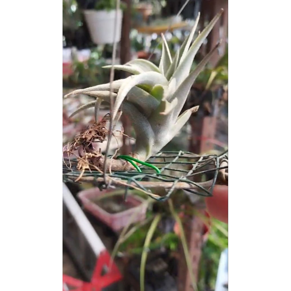Tillandsia edithae / collector item / rare item