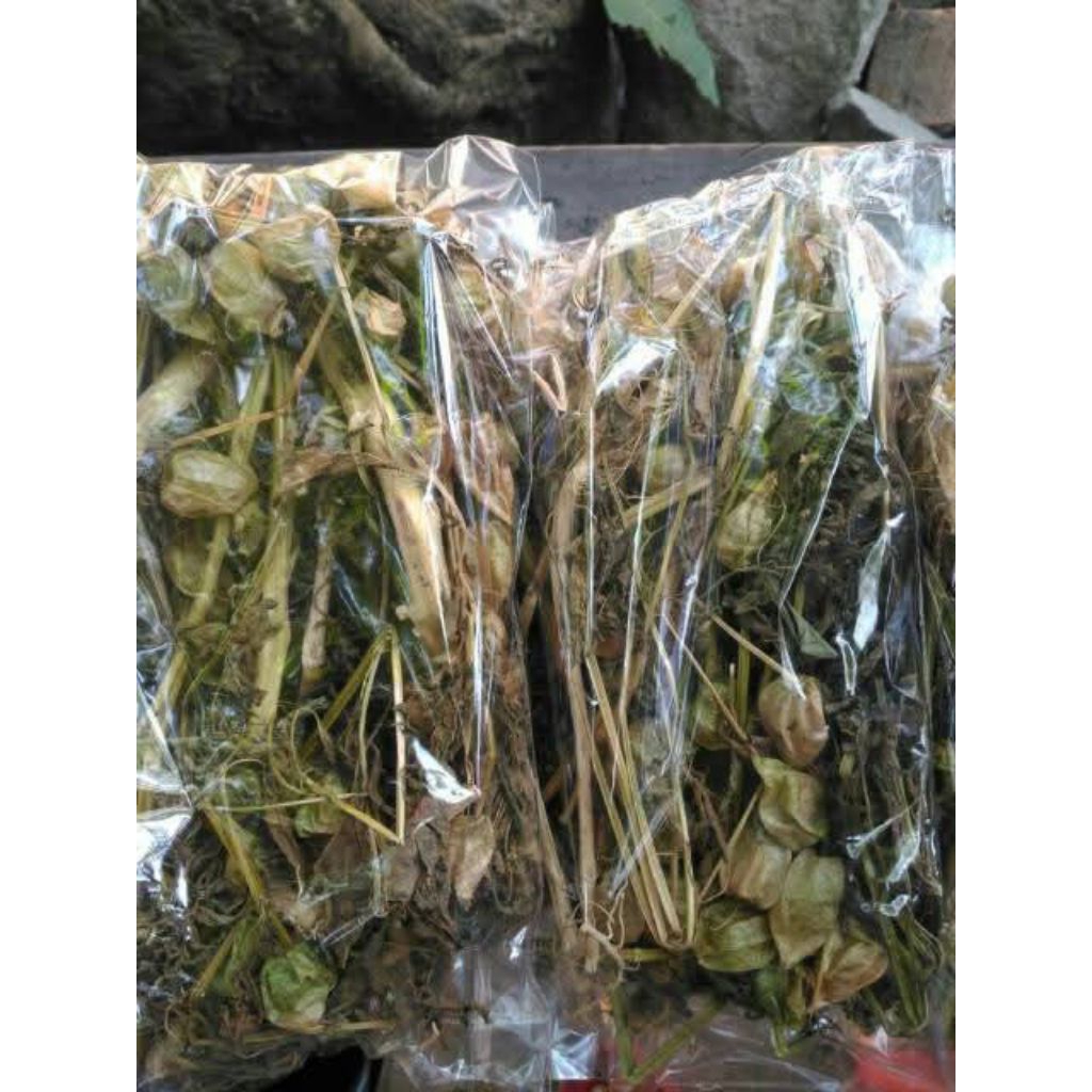 

pohon, akar, buah dan daun ciplukan/cecenet kering