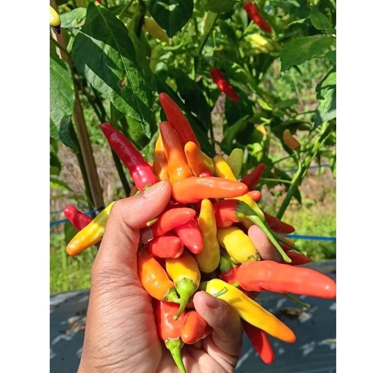 

CRM - Cabe Rawit Merah Ori 212 Siap Petik 250 gr 500 gr 1kg