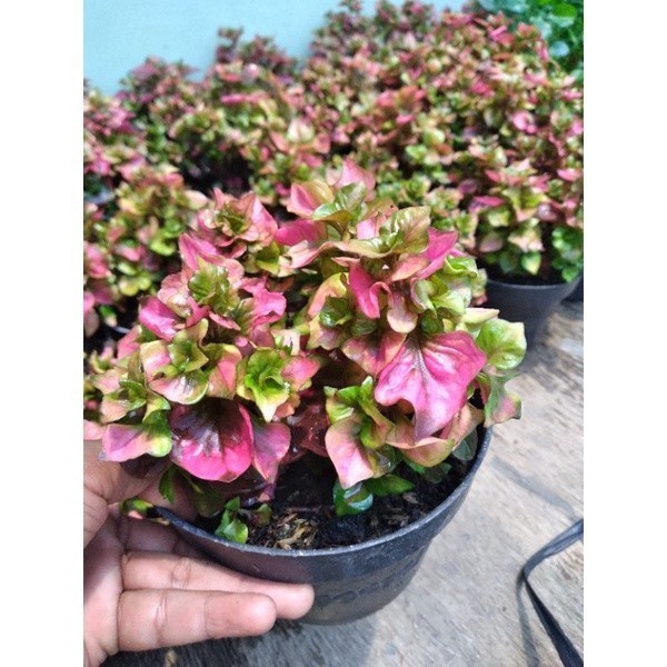 Tanaman Hias Krokot Mawar Krokot Merah Rimbun