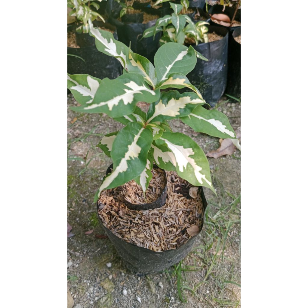 Tanaman hias Beringin Putih Benjamina atau Ficus benjamina Variegata