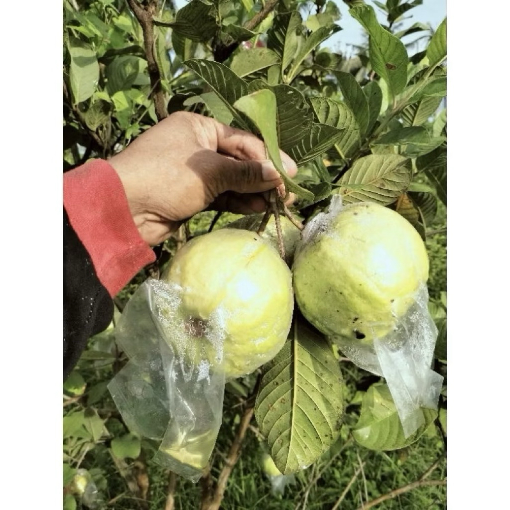 

JAMBU KRISTAL GRADE A || isi 3-4