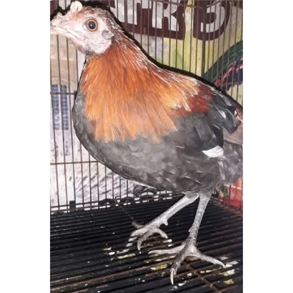 

Ayam Hutan Merah Jawa