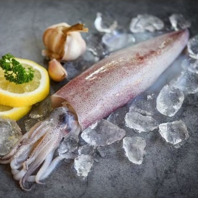 

Cumi Medium Fresh Frozen Size 11-15cm Perkilo