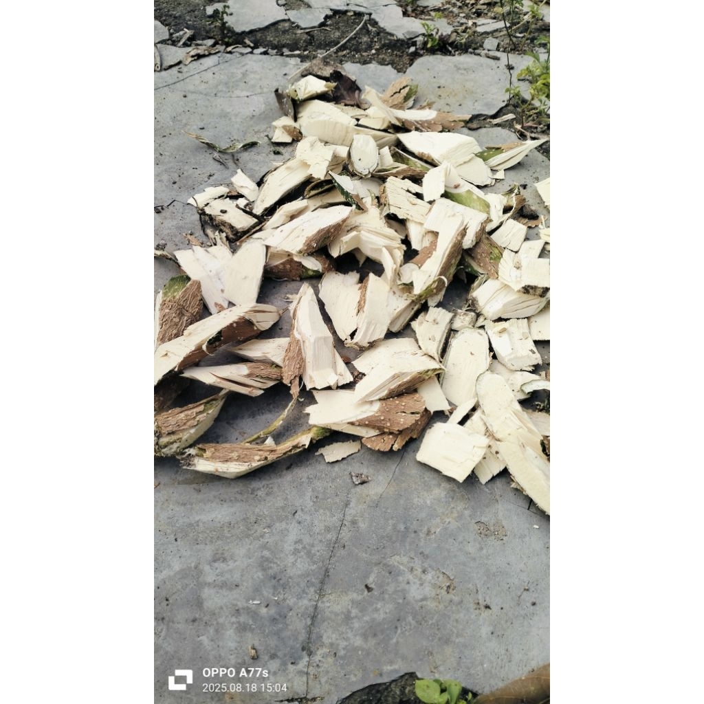 

herbal babakan pule kering