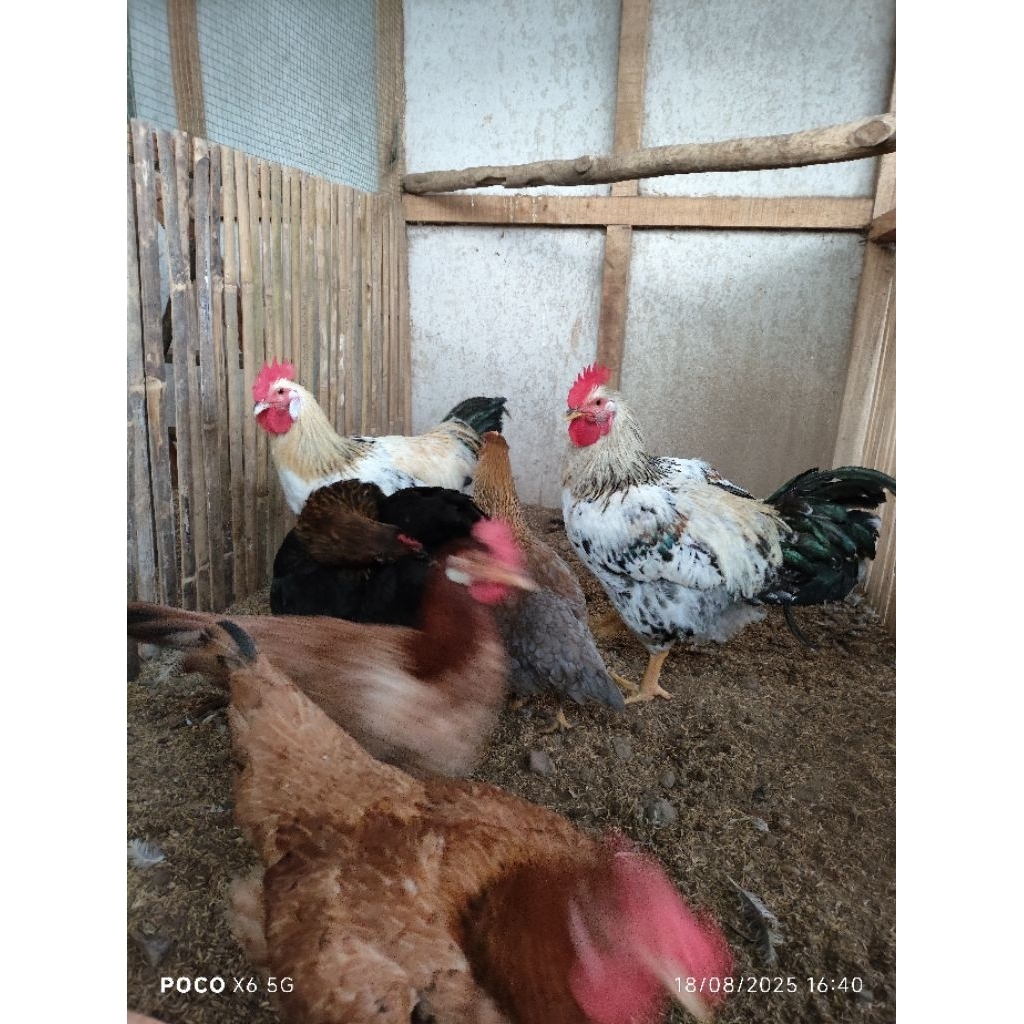 telur tetas ayam BP 3 trah peternak muda