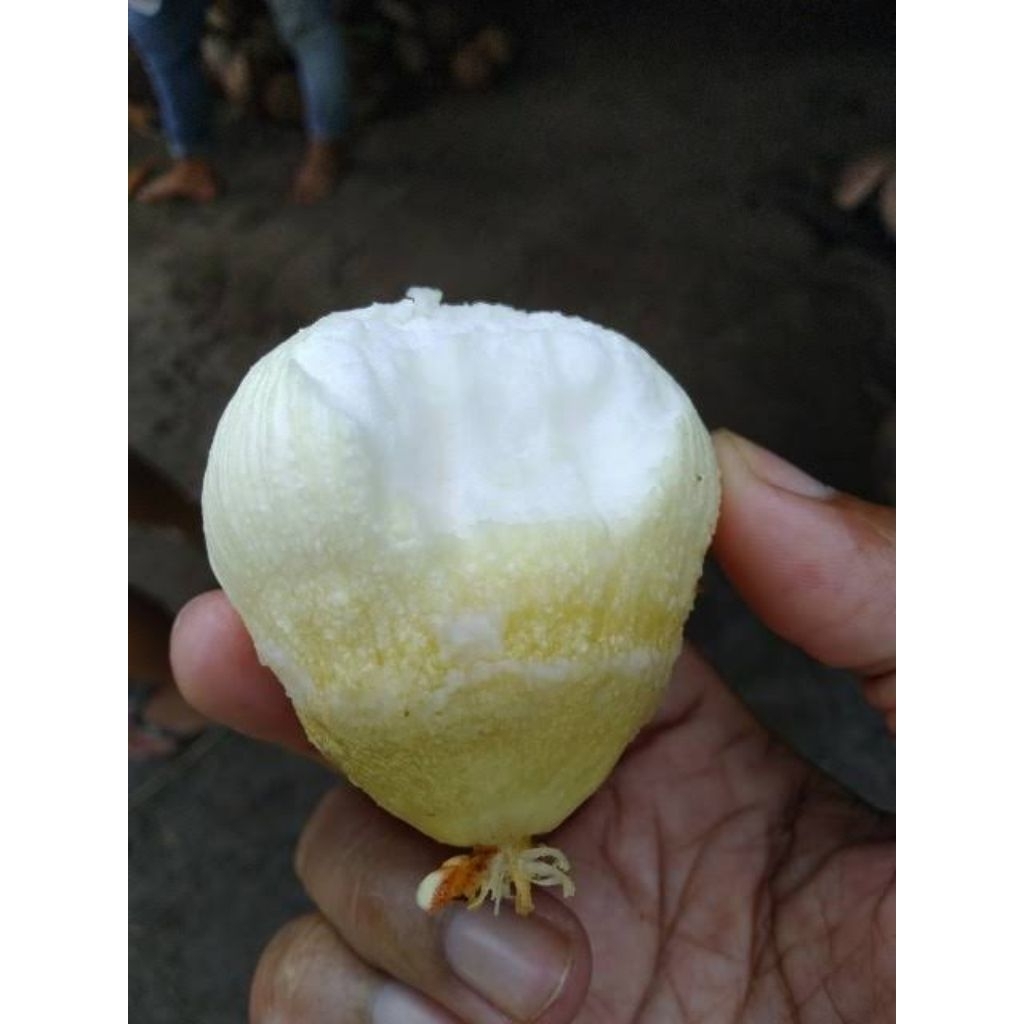 

kentos kelapa fresh ukuran besar segar manis enak TERMURAH
