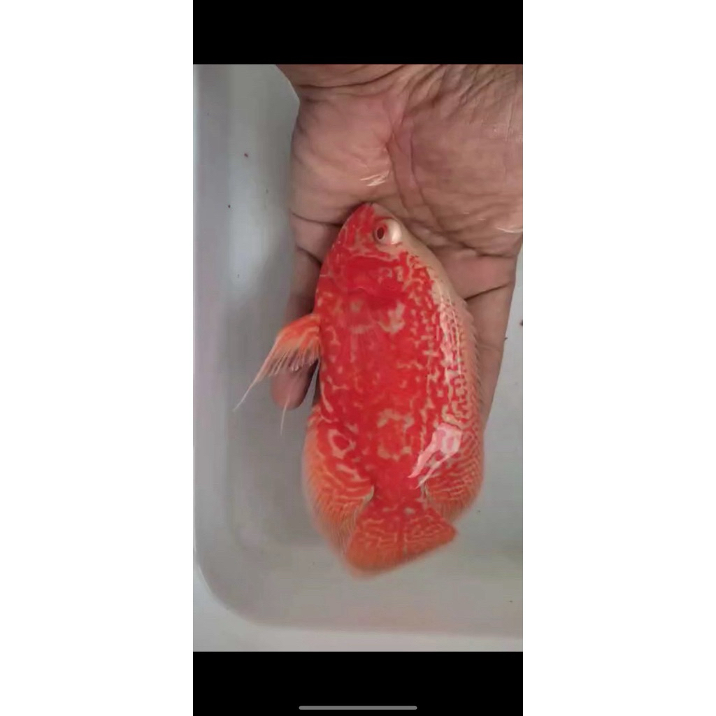 Oscar Tiger Albino good marking 15cm