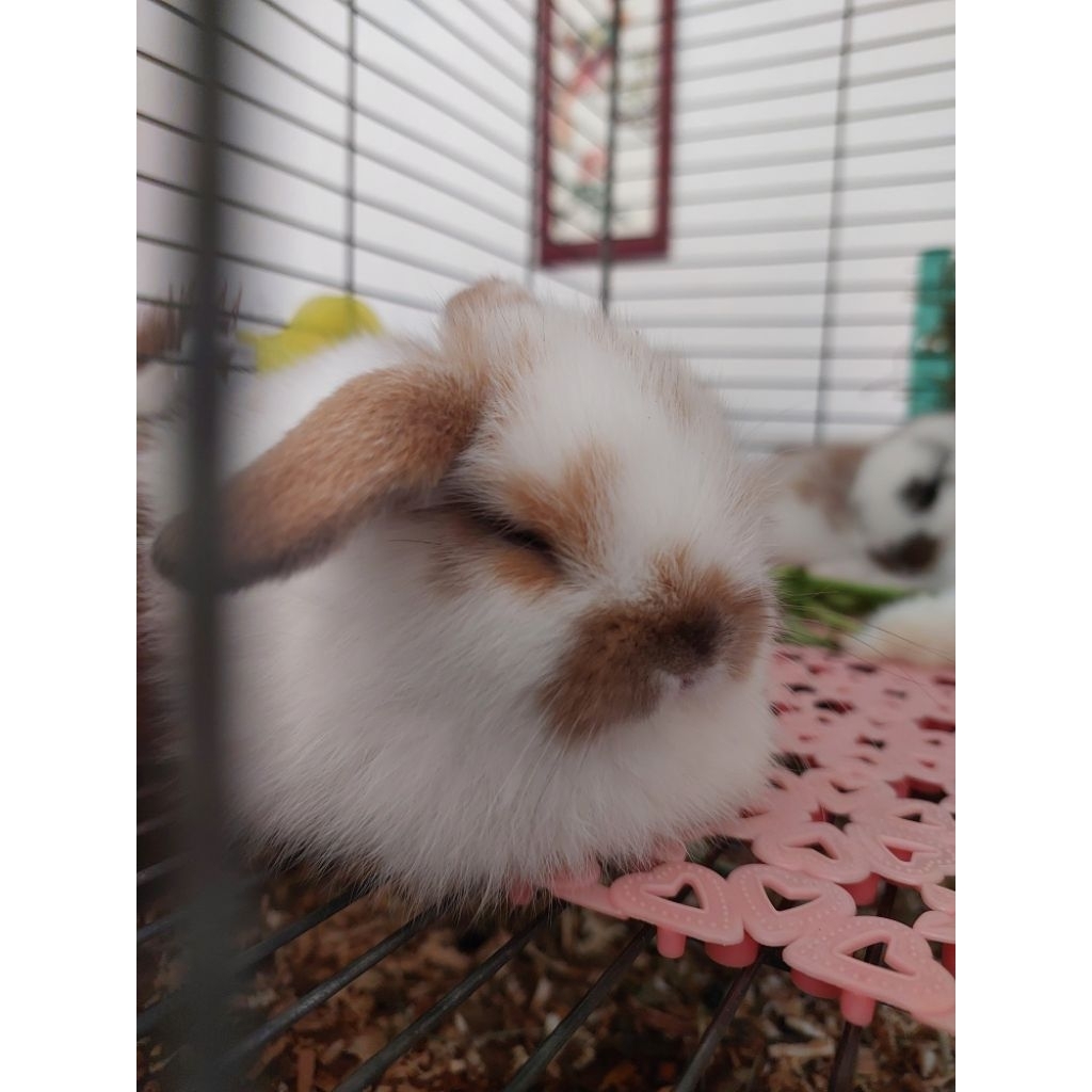 anakan Kelinci Holland Lop broken tort 1.5 bulan