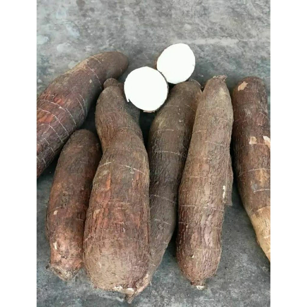 

Umbi Singkong Ketan / ketela pohong Pulen meduk 1kg