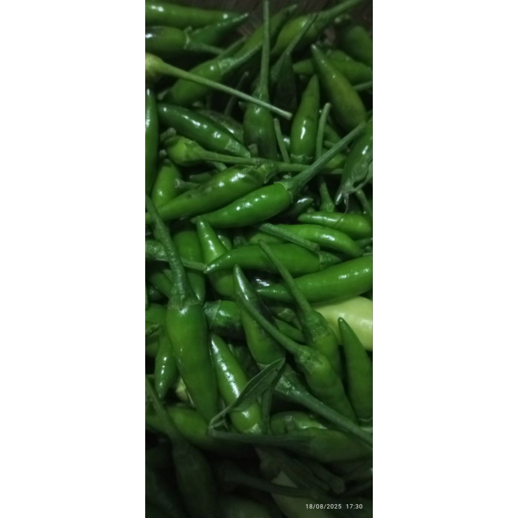 

CABE CENGEK PRES CABE JAPLAK CABE BALA BALA