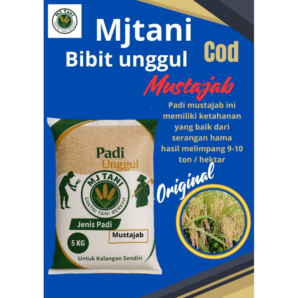 bibit padi mustajab original